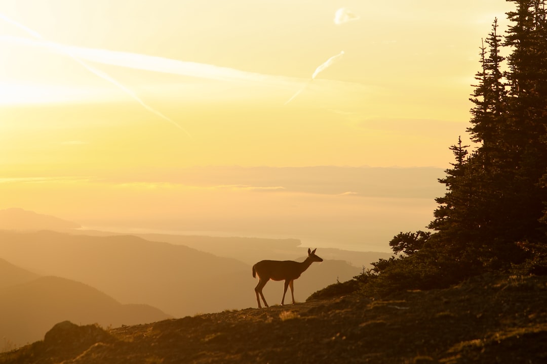 Tokio Hotel Vermögen: Vom kleinen Start zur großen Karriere